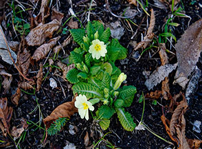 Primula comune (Primula vulgaris) fiorita in formato mini.
