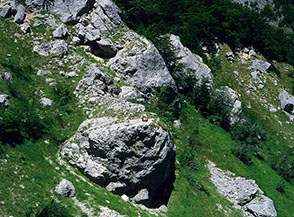 Camoscio al sole nel Fosso Malepasso.