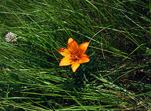 Giglio rosso in fiore sui prati della Cresta delle Fienare.