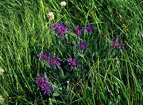 Fiordaliso di Trionfetti (Centaurea triumfettii All.) sui prati della Cresta delle Fienare.