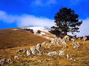Il solitario pino sul colletto alle pendici del Monte Briccialone (sullo sfondo).