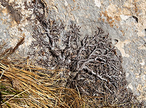 La contorta ramificazione di un Ranno spaccasassi (Rhamnus pumila) striscia sulla roccia da cui trae riparo e sostanza (1900m. Versante Sud del Cafornia).
