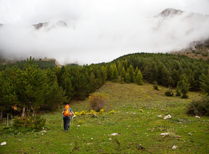 Ai margini della pineta di Colle Pelato.