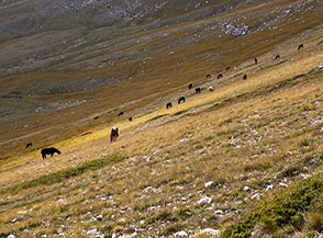 Cavalli bradi sui Pratoni del Cafornia.