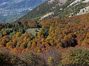 Affaccio sul colorato Bosco Orticelli ai piedi del Monte Calvelluzzo.
