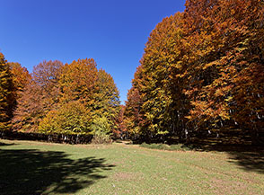 Radura nel Bosco Orticelli acceso d&rsquo;Autunno.