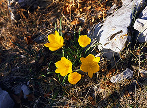 Luminosa famigliola di Zafferanastro giallo sulla cresta di Monte Chiavino.