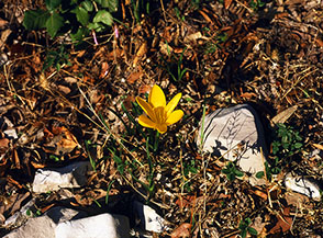 Fiore di Zafferanastro giallo (Monte Chiavino).