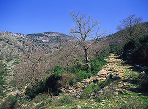 Tratto dell&rsquo;antica pista per Forcella Buana, sullo sfondo Monte Calvo.