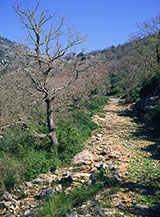 Tratto dell&rsquo;antica pista per Forcella Buana, sullo sfondo Monte Calvo.