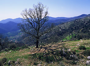 Una quercia isolata si affaccia sulla Valle di San Vito.