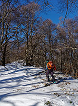 Sul filo della boscosa Cresta Sud-Est di Monte Pelato.