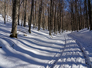 &ldquo;Striscie d&rsquo;ombra&ldquo; (nella faggeta di Valle Maiura).