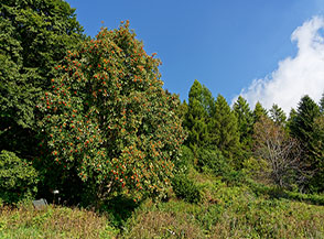 Un bellissimo Sorbo degli Uccellatori all&rsquo;ingresso del sentiero nel bosco sopra San Giacomo.