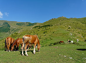 Cavalli al pascolo alle pendici di Monte Campo.