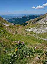 Scorcio sulla Valle degli Angeli (in primo piano una Genziana maggiore (Gentiana lutea L.)
Scorcio sulla Valle degli Angeli (in primo piano una Genziana maggiore, Gentiana lutea L., ed un Cavolaccio meridionale, Adenostyles australis, in fiore).