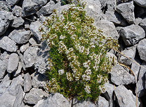 Dripide comune (Drypis spinosa L.) in fiore sui ghiaioni della Valle degli Angeli.