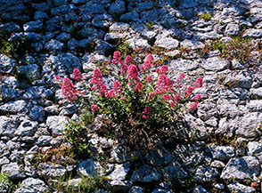 Camarezza comune o Valeriana rossa (Centranthus ruber) in fiore sulle mura del Castello di Castrocielo.