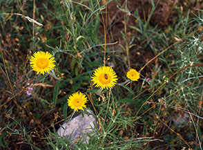 Fiori di Enula montana (Pentanema montanum) sulla cresta di Monte Cavallo.