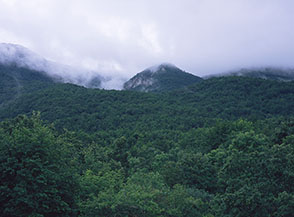 Il fitto bosco del Macchione, a nord-est del Monte Cambio.