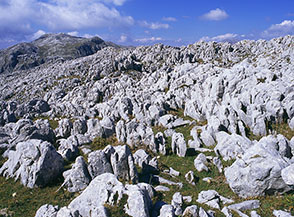 Primo piano sui &ldquo;carciofi&rdquo; del campo solcato in cima al Morrone delle Rose.