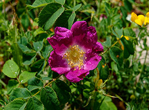 &ldquo;Bella come un bacio&ldquo; (Rosa alpina, Rosa pendulina, versante meridionale del Monte Cervialto).