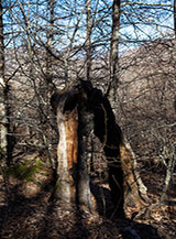 Singolare arco formato da un cippo bruciato di castagno (Fosso del Covito).