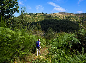 Fra le alte felci di Valle Ramata.