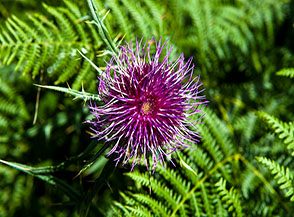 Cardo di Moris (Lophiolepis morisiana Rchb.f.) fra le felci di Valle Ramata.