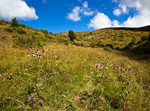 Cardi di Moris sui prati di Serrone in Valle Ramata.