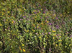 Fioriture sui prati di Serrone in Valle Ramata.