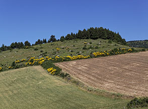 Scorcio agreste sui campi di Argaria.