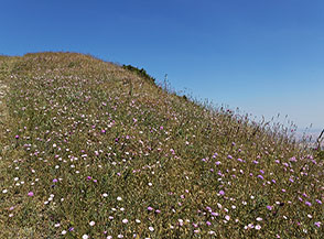 Una cresta in fiore ci accompagna verso Toppo Pescara.
