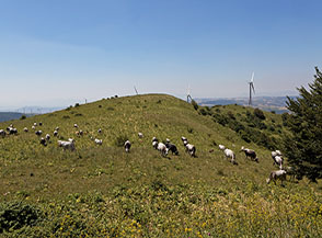 Mucche al pascolo sulla cima del Monte Saraceno.