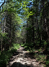 Nel fitto Bosco delle Ceccarelle sul versante occidentale del Cornacchia.