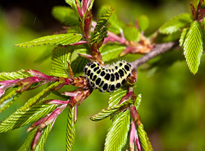 Bruco su foglioline di carpino (probabile Cucullia scrophulariae, mulattiera per Colle San Domenico nei pressi de la Portella).