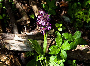 Orchidea screziata o tridentata (Neotinea tridentata Scopoli) nella Valle Santa Croce.