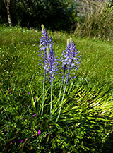 Fioritura di Scilla giacintoide (Parco Regionale dell&rsquo;Olivo di Venafro).