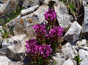 Pedicolare a foglie verticillate (Pedicularis verticillata L.) in fiore tra le pietre (Monte Corvo).