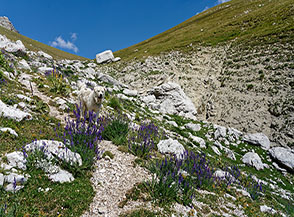 Fioritura di Linaria purpurea (Linaria purpurea L.), considerata il simbolo della flora endemica italiana, in Alta Val Chiarino.