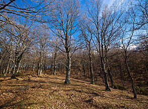 Il bellissimo bosco di cerro che si sviluppa sulla cresta che conduce a Monte Costa la Rossa da ovest.
