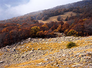 I ghiaioni incontrano il bosco sul fianco della Cresta Ovest del Cusna.
