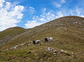 I gobboni sommitali del Monte del Papa.