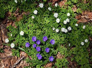 Fioritura di Anemone dell&rsquo;Appennino (Anemonoides apennina L. Holub) nei pressi della Sorgente del Gavitone.
