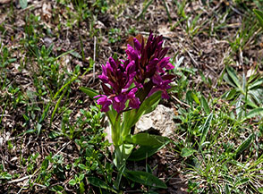 Fiori di Orchidea sambucina (Dactylorhiza sambucina L. So&oacute;) sui prati del Sirino.