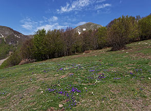 Fioritura di Viola di Eugenia nel Fosso Niella.
