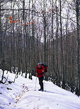 L&rsquo;ultimo tratto nel bosco prima di uscire sull&rsquo;Anfiteatro delle Pratelle.