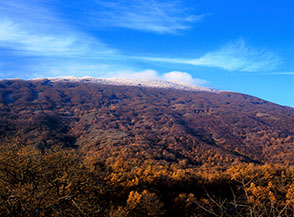 Il bosco &ldquo;cristallizzato&rdquo; della cima di Monte Fa&igrave;to.