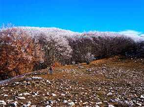 Il bosco &ldquo;cristallizzato&rdquo; dalla galaverna lungo la Cresta Nord-Ovest del Monte Fa&igrave;to.