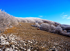Le fronde degli alberi impastate di galaverna rendono incantato il paesaggio (versante occidentale di Monte Fa&igrave;to).
